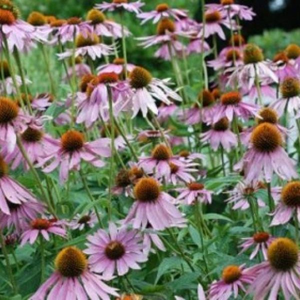 Třapatka nachová (echinacea)