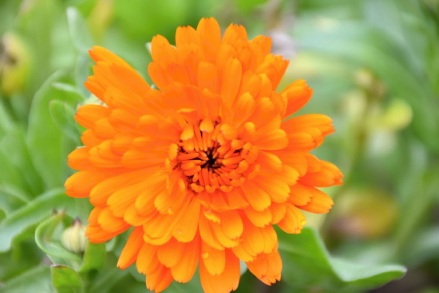 Měsíček lékařský