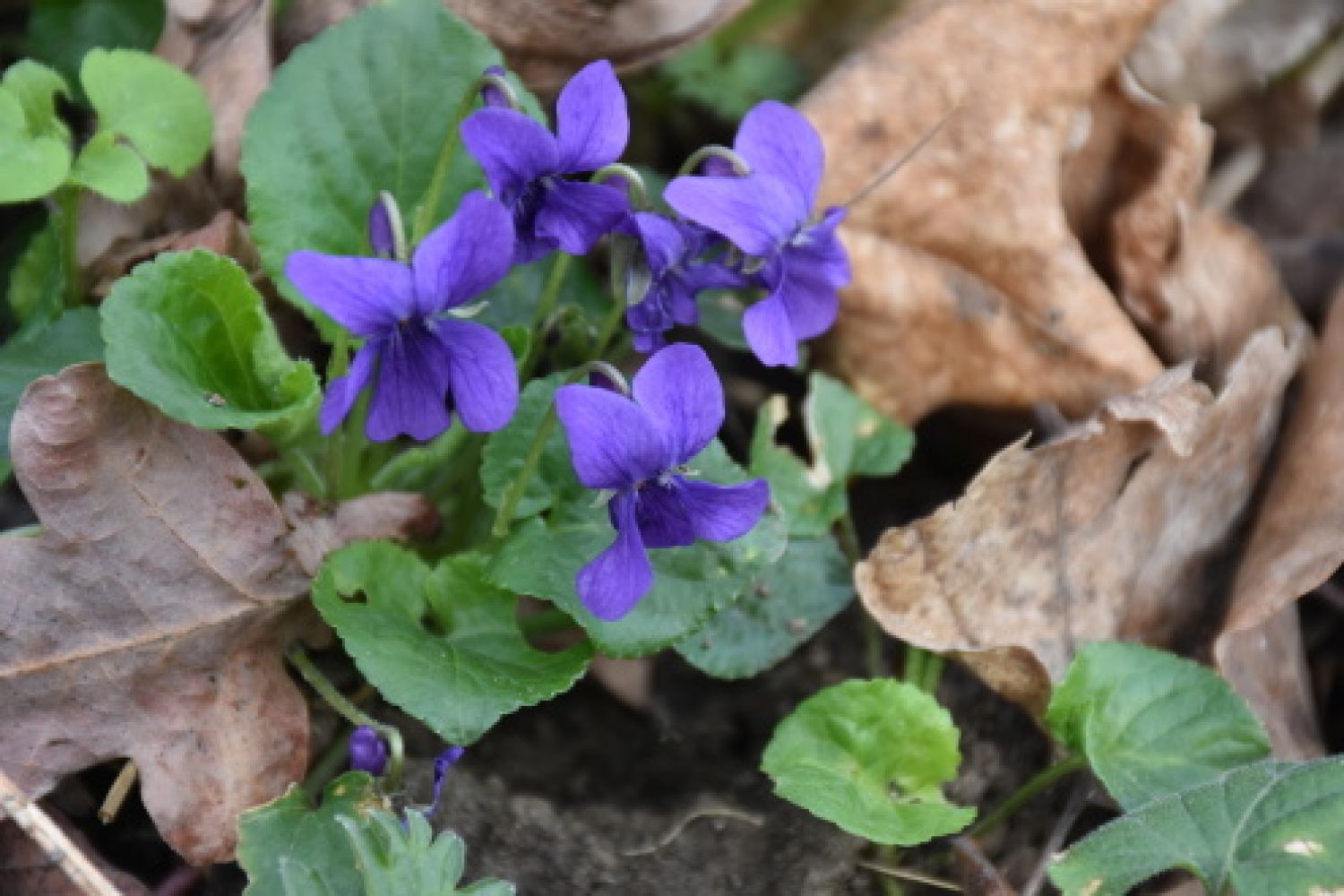 Violka vonná - fialka