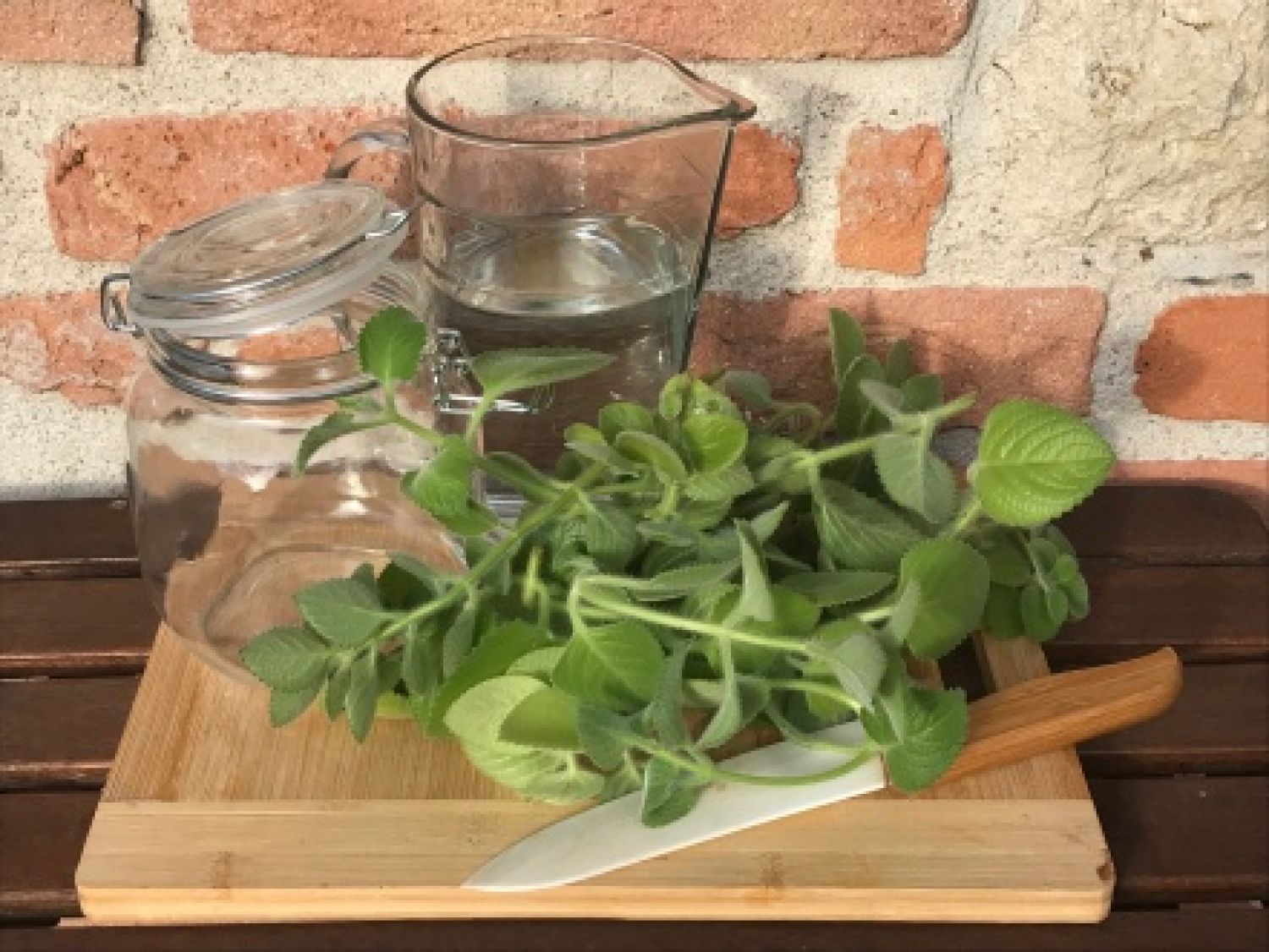 Rýmovník (Plectranthus argentatus)