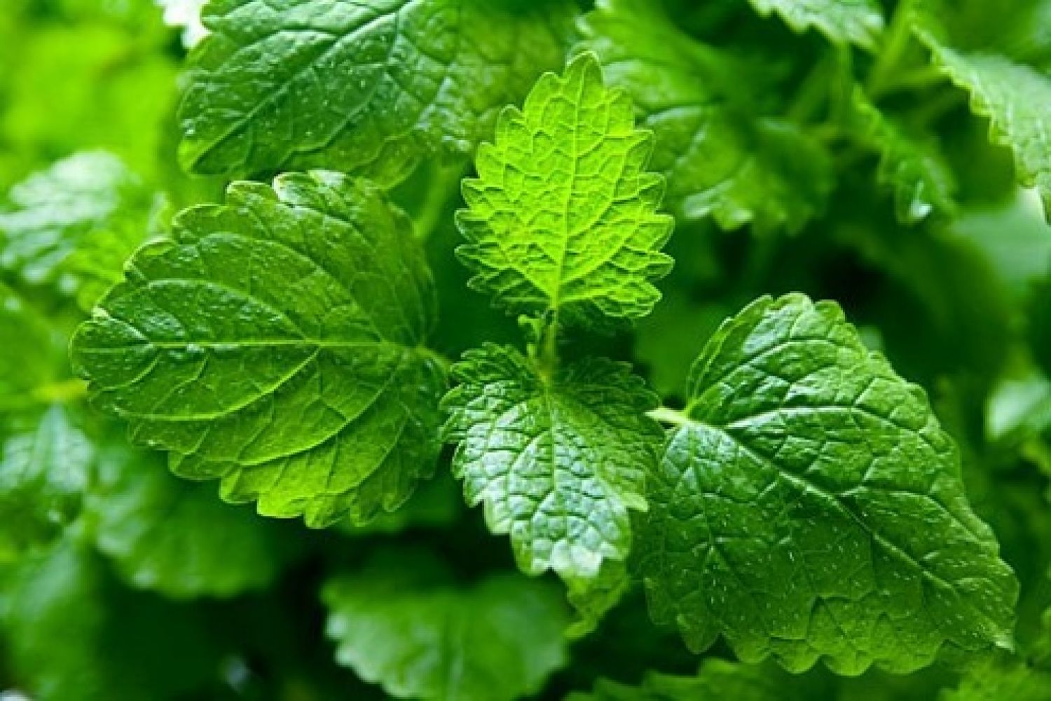 Meduňka lékařská