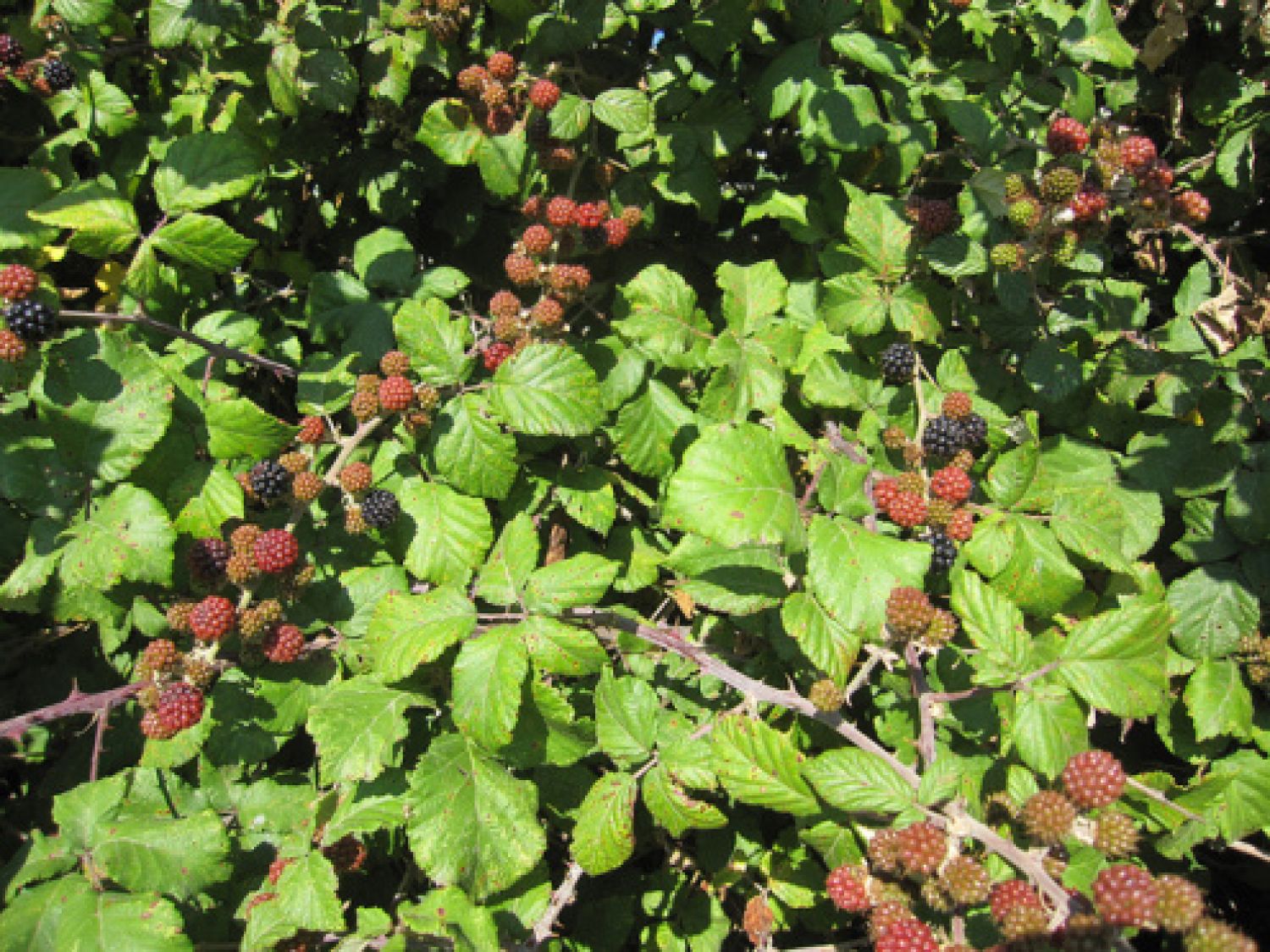 Ostružiník křovitý