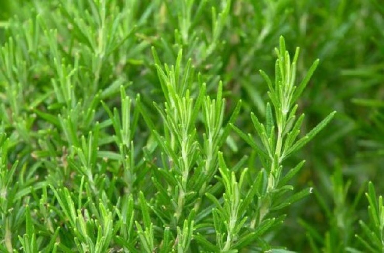 Rozmarýna lékařská