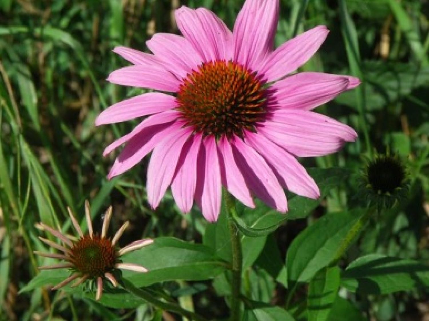 Třapatka nachová (echinacea)