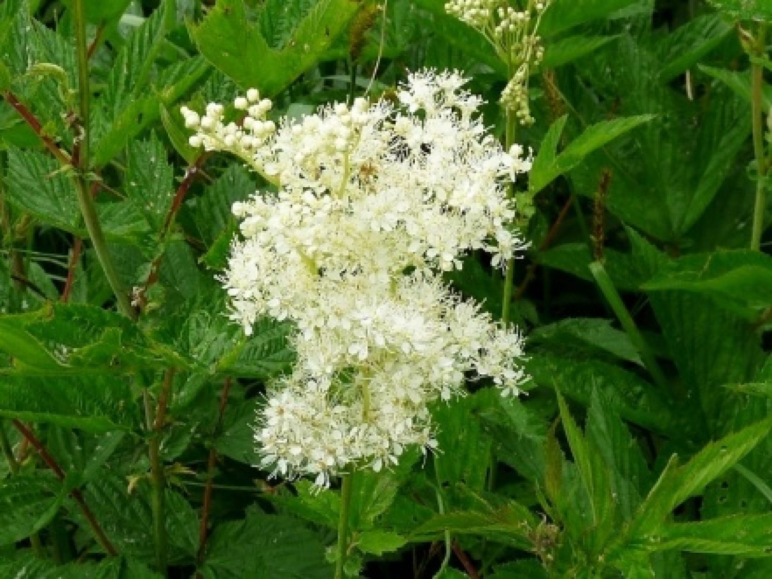 Tužebník jilmový - tavolník